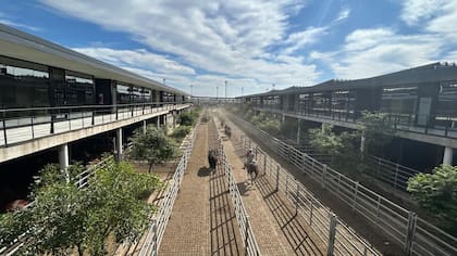El detalle de venta fue 916 novillos; 1096 novillitos; 1334 vaquillonas; 1902 vacas; 396 conservas, y 252 toros