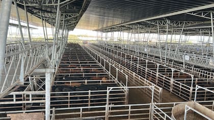 El detalle de venta fue 925 novillos; 1887 novillitos; 1963 vaquillonas; 1644 vacas; 166 conservas, y 161 toros