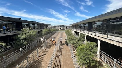 El detalle de venta fue 943 novillos; 2011 novillitos; 2109 vaquillonas; 2278 vacas; 474 conservas, y 280 toros