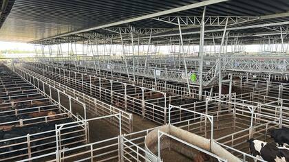 El detalle de venta fue n811 novillos; 2690 novillitos; 1660 vaquillonas; 2256 vacas; 469 conservas, y 429 toros