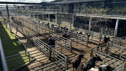 El detalle de ventas de este viernes fue 1283 novillos; 2001 novillitos; 2576 vaquillonas; 3456 vacas; 600 conservas, y 391 toros