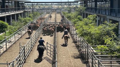 El detalle de ventas fue 524 novillos; 953 novillitos; 1320 vaquillonas; 2162 vacas; 216 conservas, y 229 toros