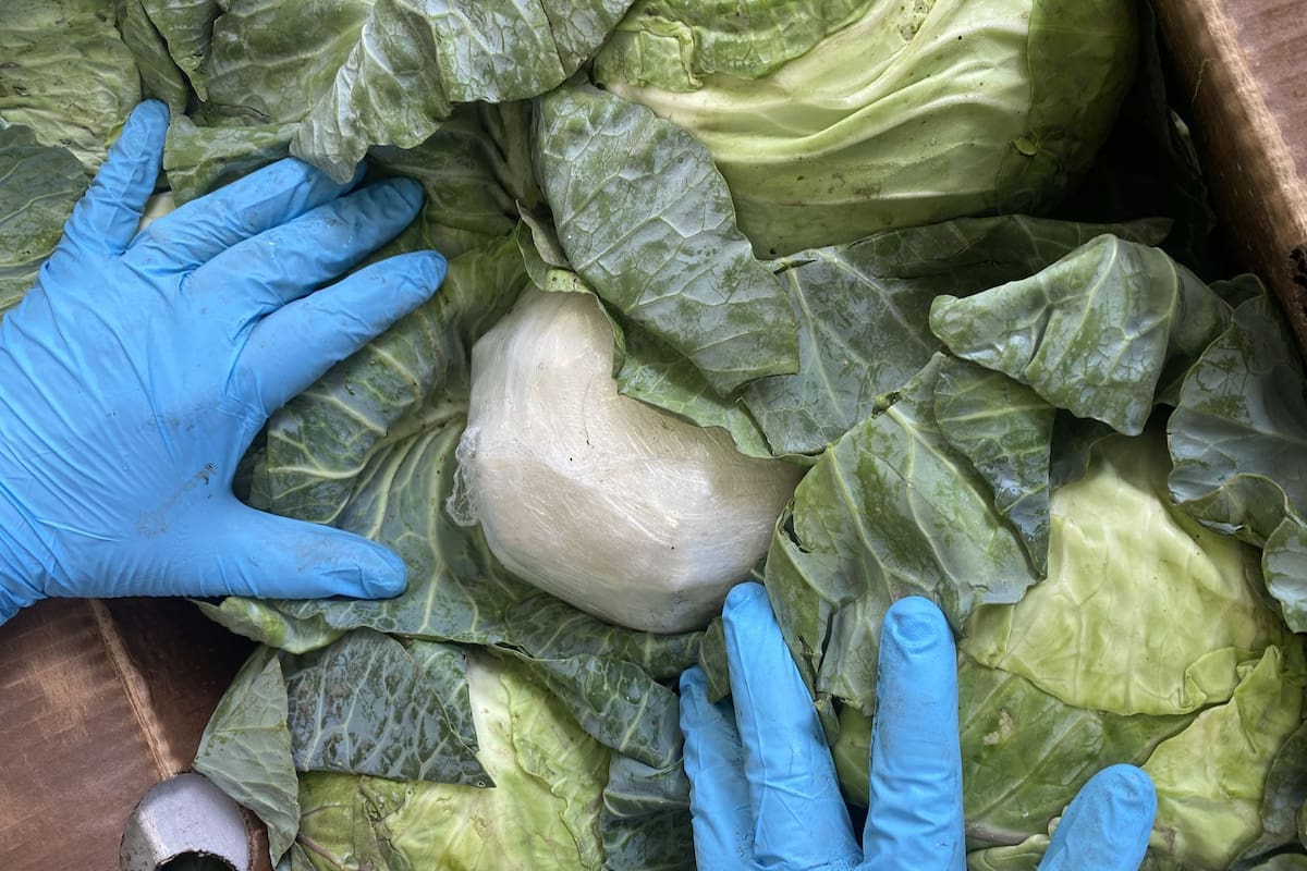 El detenido relató que introducía la droga en el interior de las coles de repollo para su traslado