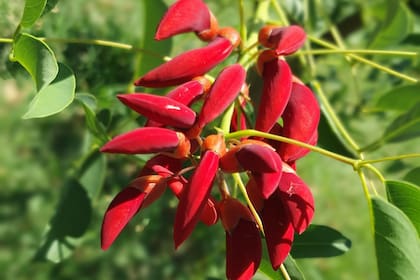 El Día de la Flor Nacional es en honor al ceibo