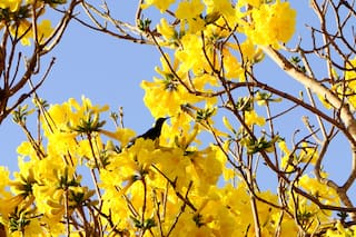 Cuáles son los cinco mejores regalos para hacer el Día de la Primavera