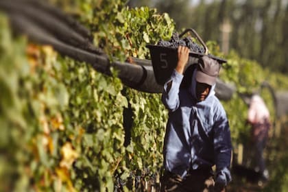 El Día del Trabajador Vitivinícola supone un feriado para todos los que forman parte de esta industria nacional