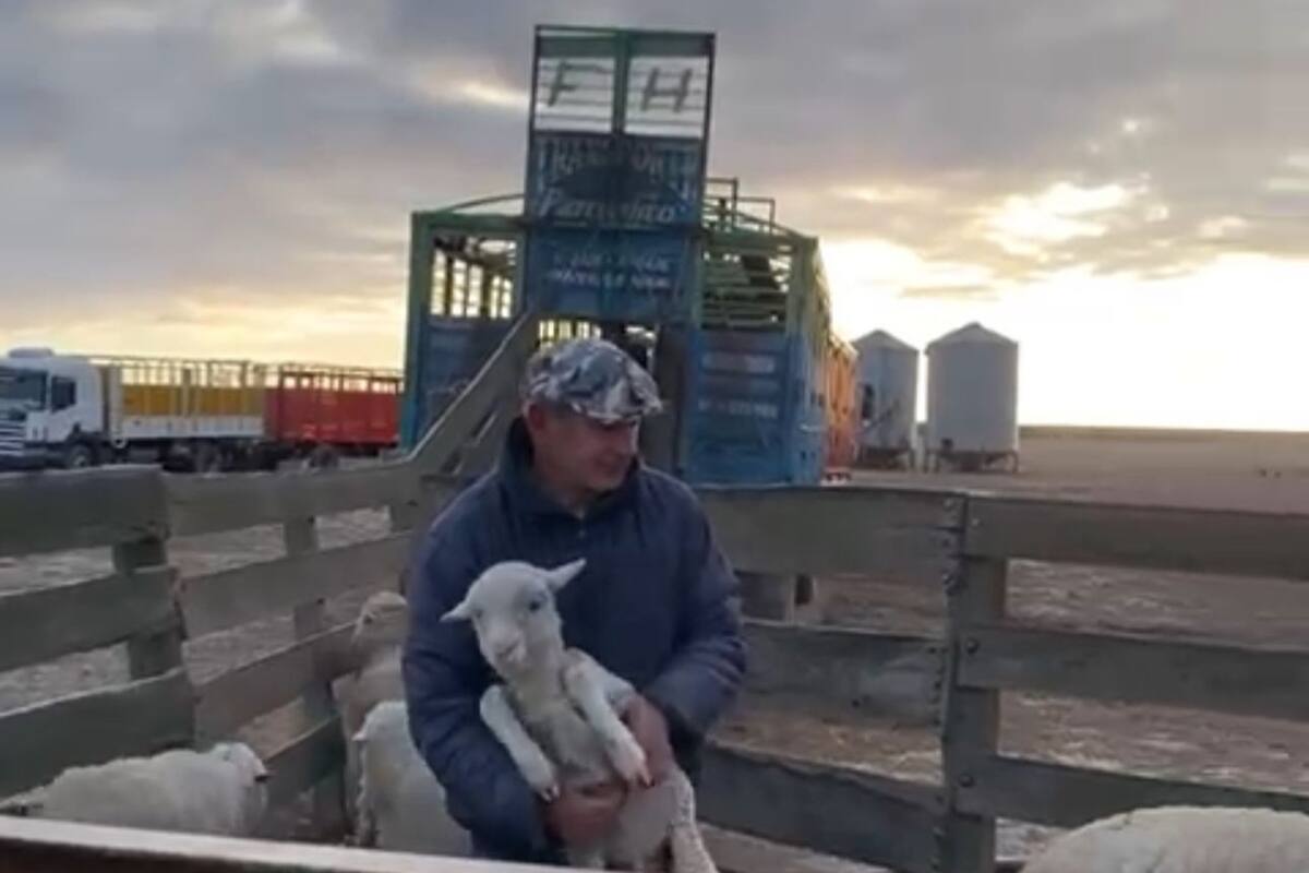 El día en que retiraron los animales del campo porque ya no los podía alimentar