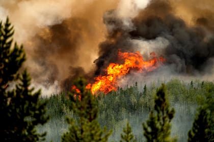 El Día Mundial por la Prevención de los Incendios Forestales es el 18 de agosto