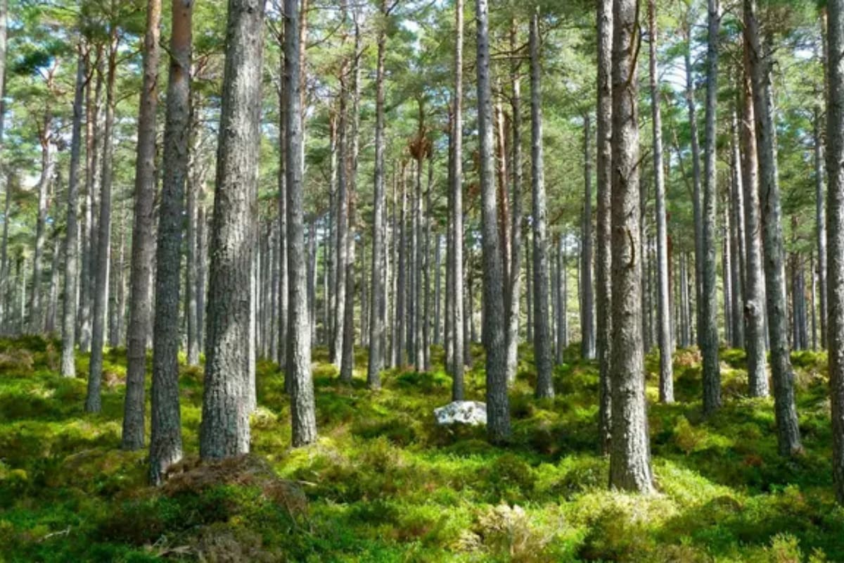 El Día Nacional de la Conciencia Ambiental se estableció por ley para conmemorar la muerte de siete personas a causa de una intoxicación