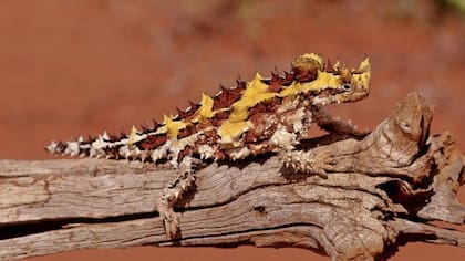 El diablo espinoso es una de las curiosas criaturas que viven en el desierto