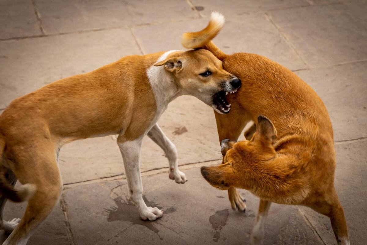 El diálogo y solo el diálogo evita que recurramos a la violencia para saldar nuestros conflictos; se llama civilización