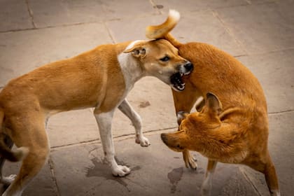 El diálogo y solo el diálogo evita que recurramos a la violencia para saldar nuestros conflictos; se llama civilización