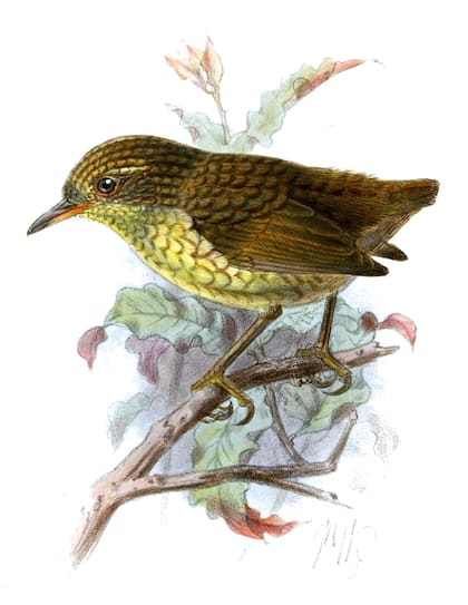 El dibujo del Reyezuelo de Lyall realizado en el siglo XIX (Wikimedia)