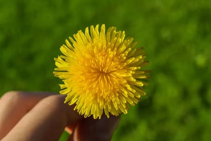 El diente de león tiene propiedades que ayudan al funcionamiento del hígado (Foto Pexels)