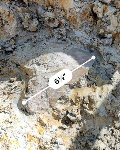 El diente de megalodón descubierto en Carolina del Sur llegó a medir 16.5 centímetros