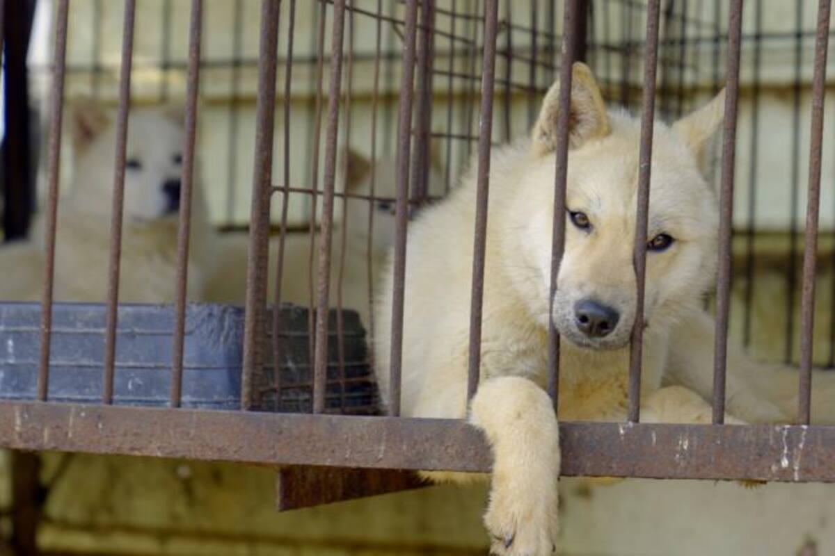El dilema de Corea del Sur sobre qué hacer con medio millón de perros tras prohibirse el consumo de la carne de estos animales