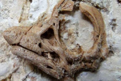 El diminuto cráneo del embrión de un titanosaurio muestra un cuerno sobre su hocico que lo relaciona con las figuras míticas de unicornios. Mide tres centímetros y fue descubierto hace veinte años en nuestro país