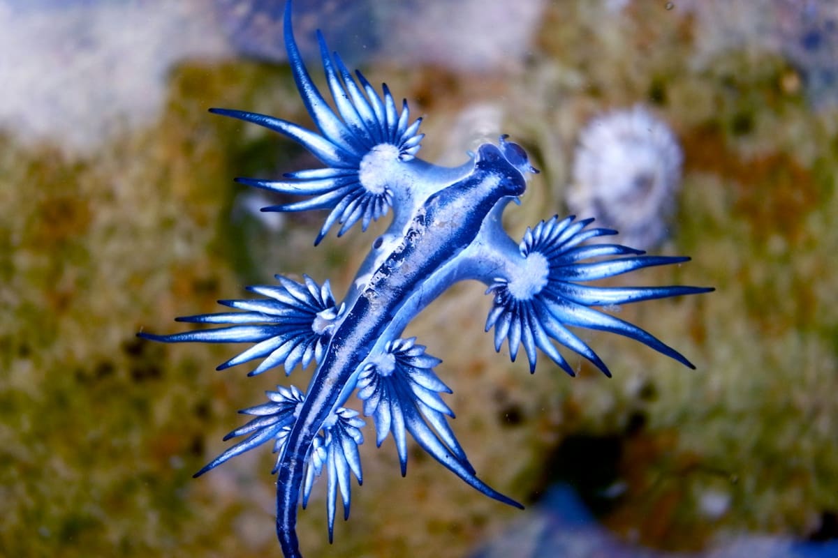 El diminuto dragón marino azul, Glaucus atlanticus, puede parecer inofensivo, pero esconde un potente veneno que lo convierte en una criatura peligrosa