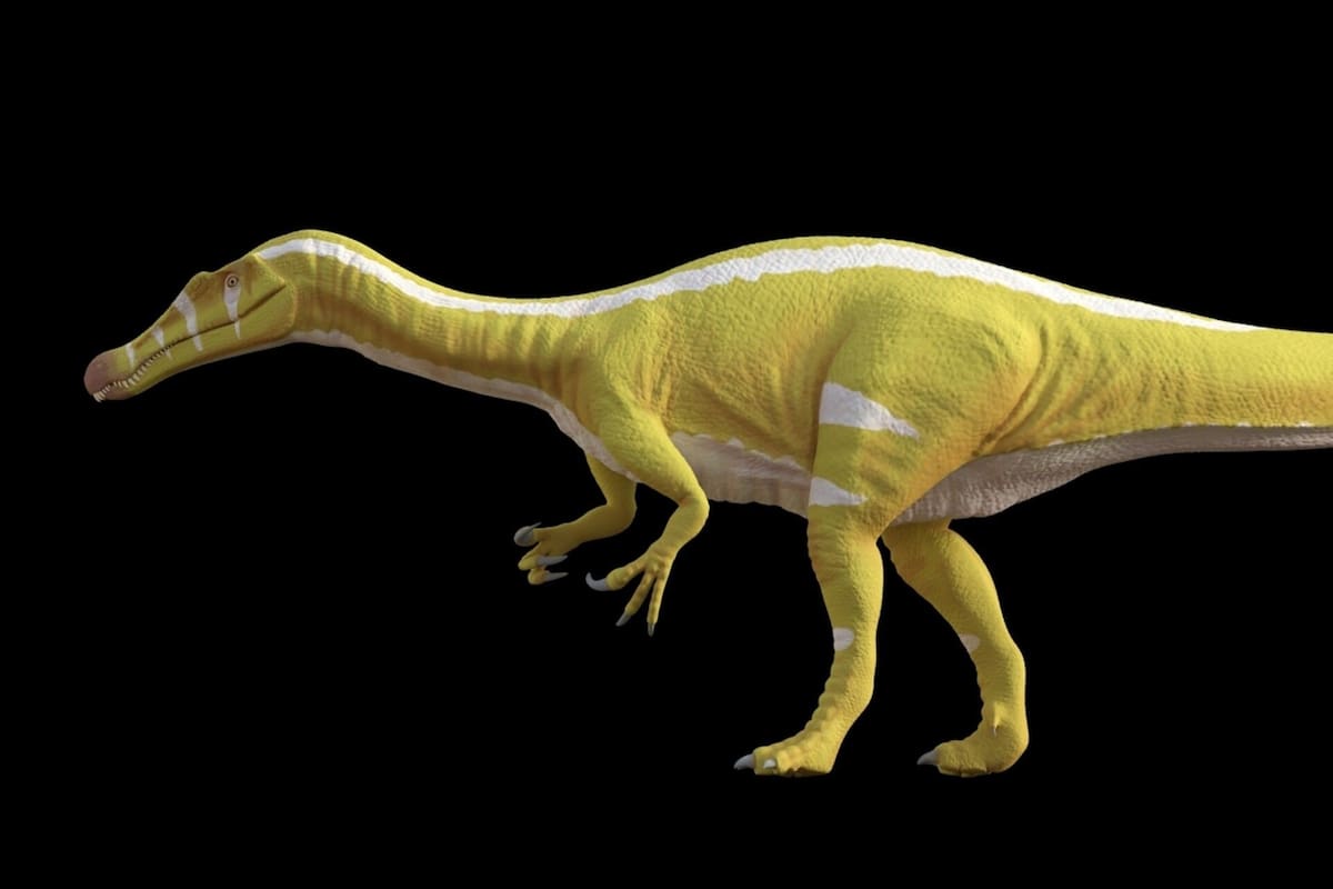 El dinosaurio Protathlitis cinctorrensi