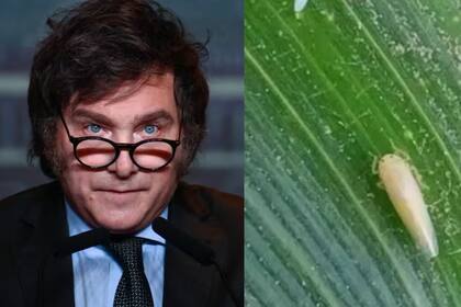 El diputado Martín Ardohain quiere que el presidente Javier Milei visite las zonas afectadas por la chicharrita