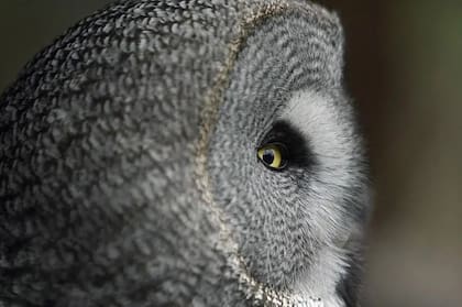 El disco facial de un gran búho gris "actúa como una especie de antena parabólica emplumada para recoger el sonido y canalizarlo hacia los oídos"