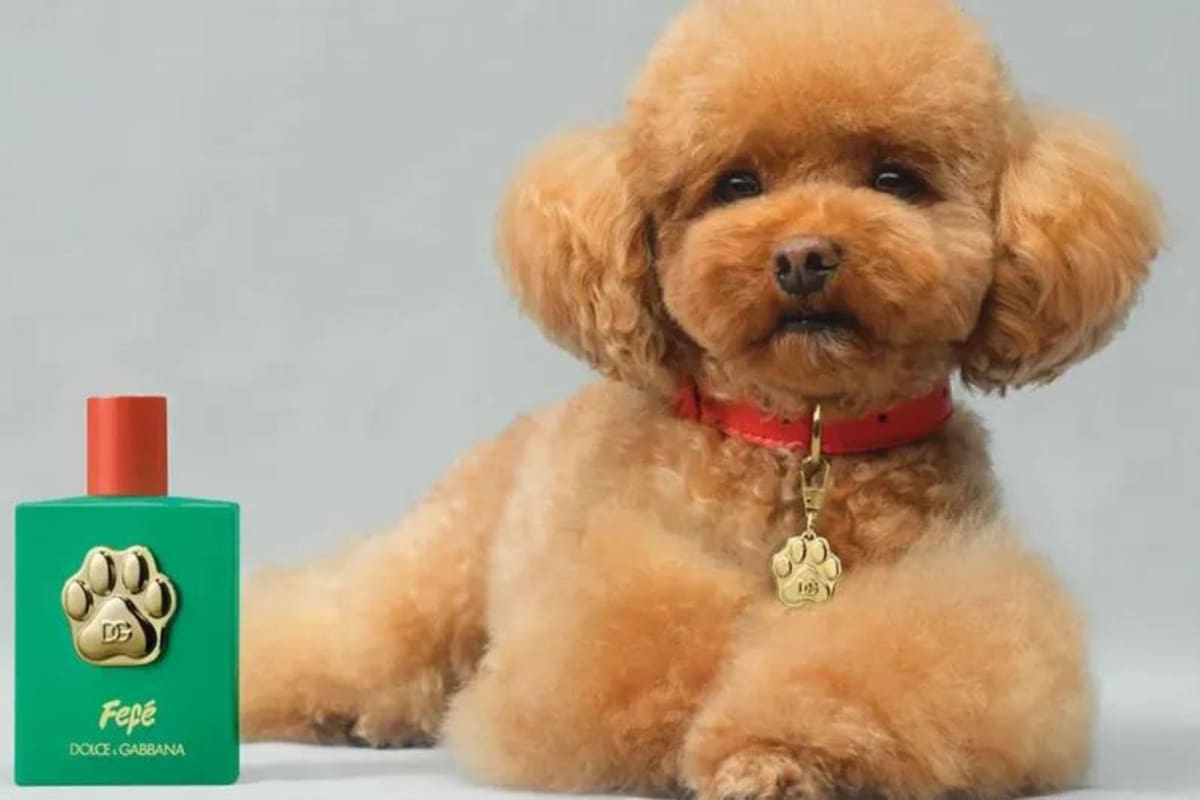 El diseñador Domenico Dolce hizo un perfume inspirado en su mascota