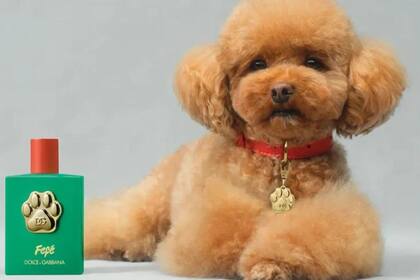 El diseñador Domenico Dolce hizo un perfume inspirado en su mascota