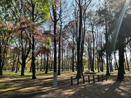 El diseño de la infraestructura del proyecto priorizó el cuidado de los árboles