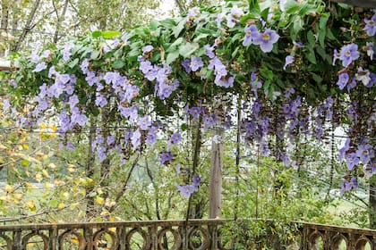 El diseño de paisajes cromáticos permite que el jardín se perciba como un flujo continuo, donde cada planta y cada tono se conectan de manera fluida
