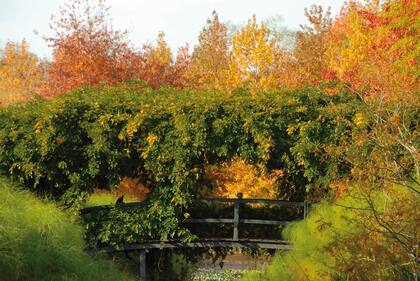 El diseño del parque de El Descanso, en el Delta de Tigre, se inspiró en los jardines privados de Monet, con puentes y senderos que generan múltiples recorridos.