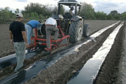 El disparador del proyecto fue ver cómo reciclar el plástico que se descarta luego de la cosecha de frutillas