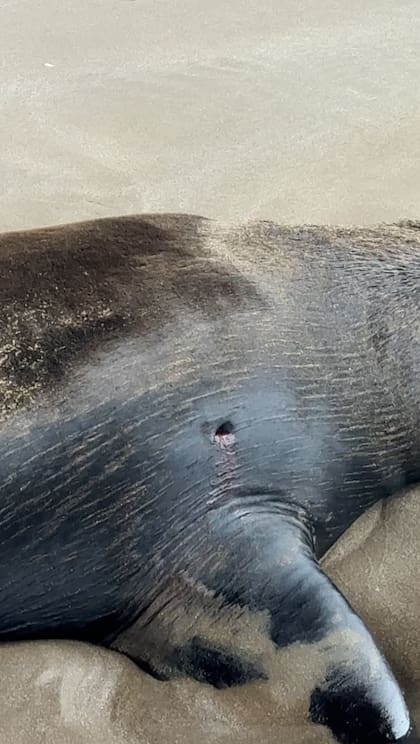 El disparo le generó una fuerte herida al animal