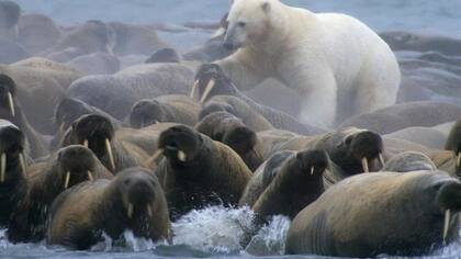 El documental revela cómo los osos polares se ven obligados a adoptar estrategias de caza de mayor riesgo debido a la pérdida de hielo marino.