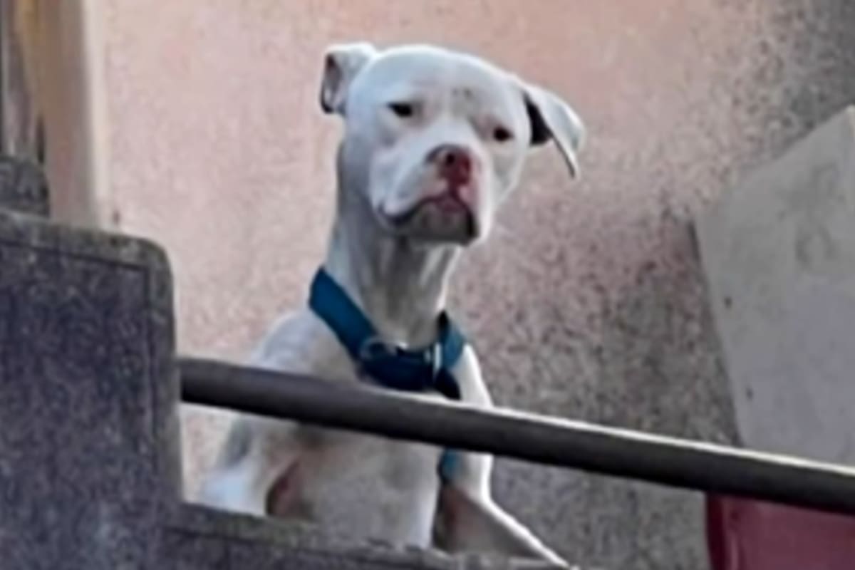El dogo argentino que fue encontrado en un grave estado de abandono y desnutrición en la casa de Claudio Barrelier, ubicada en el barrio Cofico de la capital provincial