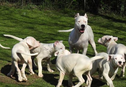 El Dogo es la única raza de Argentina reconocida internacionalmente (Foto: The Westminster Kennel Club)
