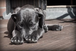 El dolor abdominal en perros es bastante frecuente (Foto: Pixabay)