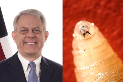 El Dr. Timothy Schell afirmó que el gusano barrenador puede ser fatal para las mascotas