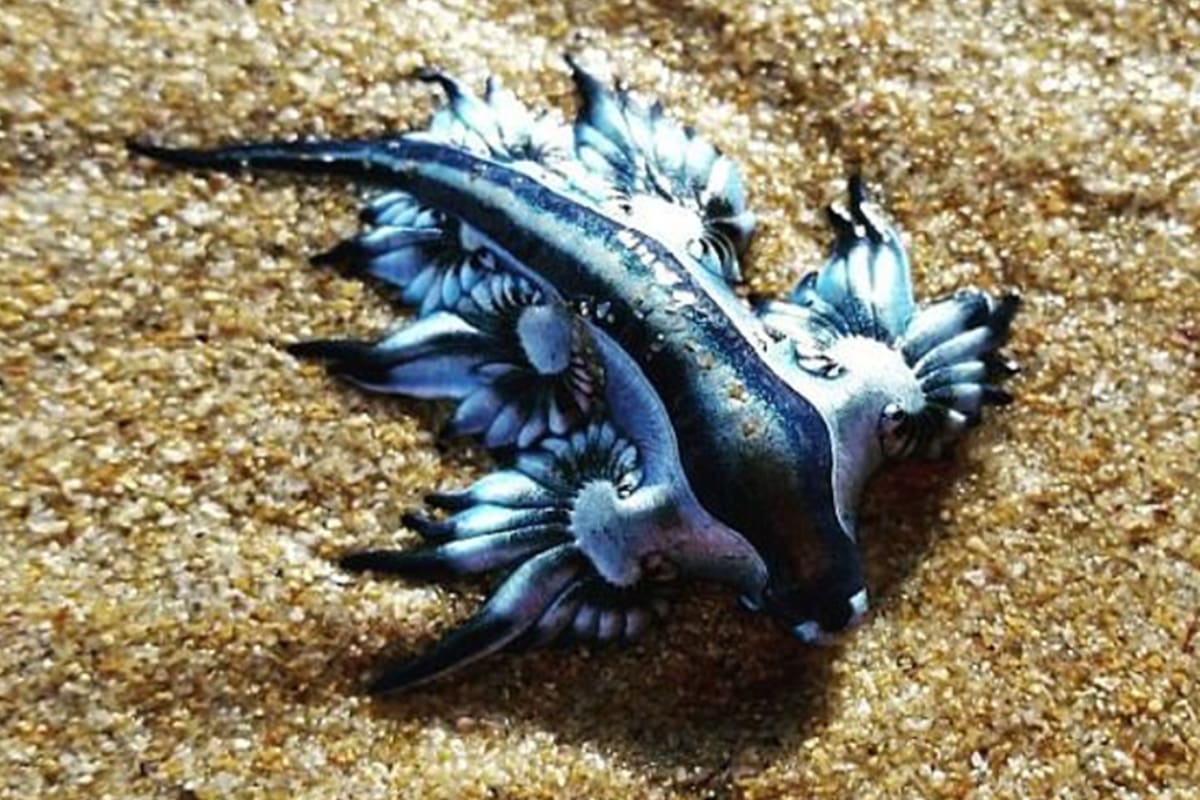 El dragón azul es una especie muy particular, hermosa pero a su vez peligrosa ya que, si no tiene comida, se vuelve carnívora.