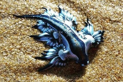 El dragón azul es una especie muy particular, hermosa pero a su vez peligrosa ya que, si no tiene comida, se vuelve carnívora.