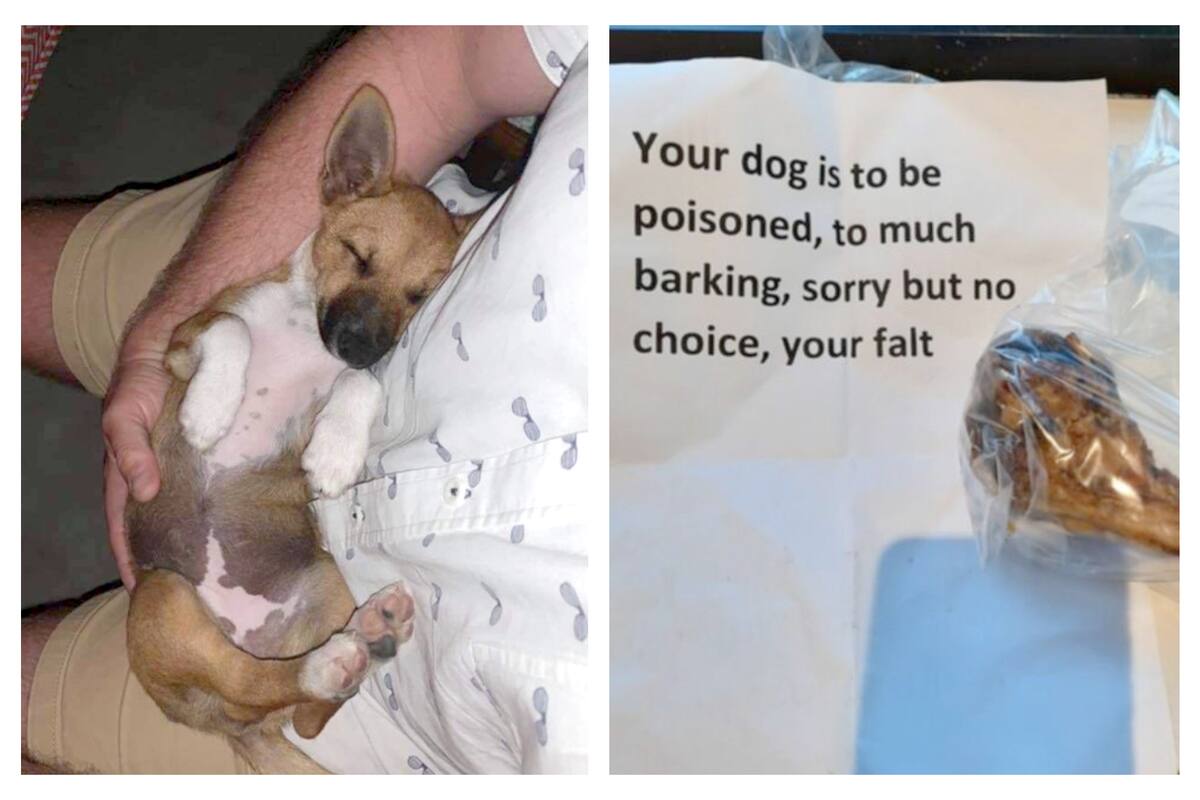 El dramático episodio tuvo lugar en Sídney, Australia; el vecino le dijo a la dueña de la perra que el envenenamiento era "su culpa"