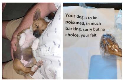 El dramático episodio tuvo lugar en Sídney, Australia; el vecino le dijo a la dueña de la perra que el envenenamiento era "su culpa"
