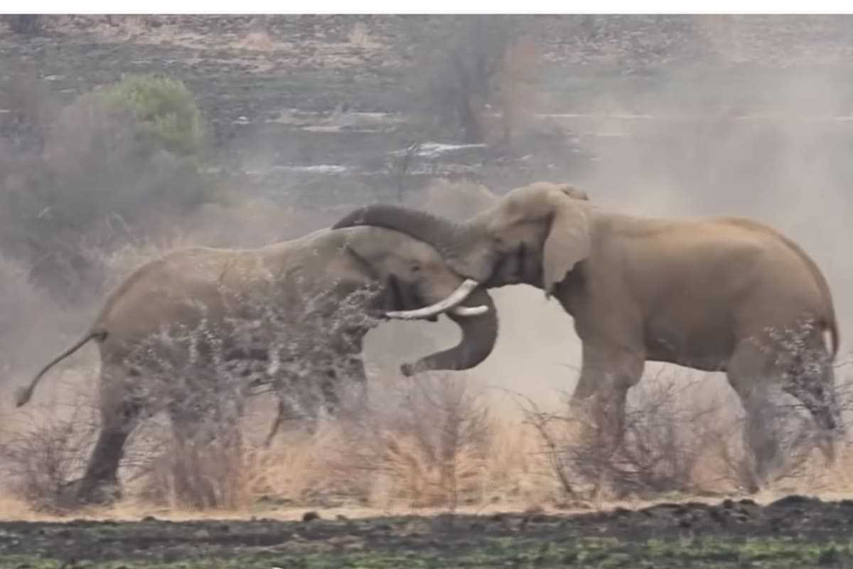 El duelo entre los animales fue fatal para el elefante más viejo