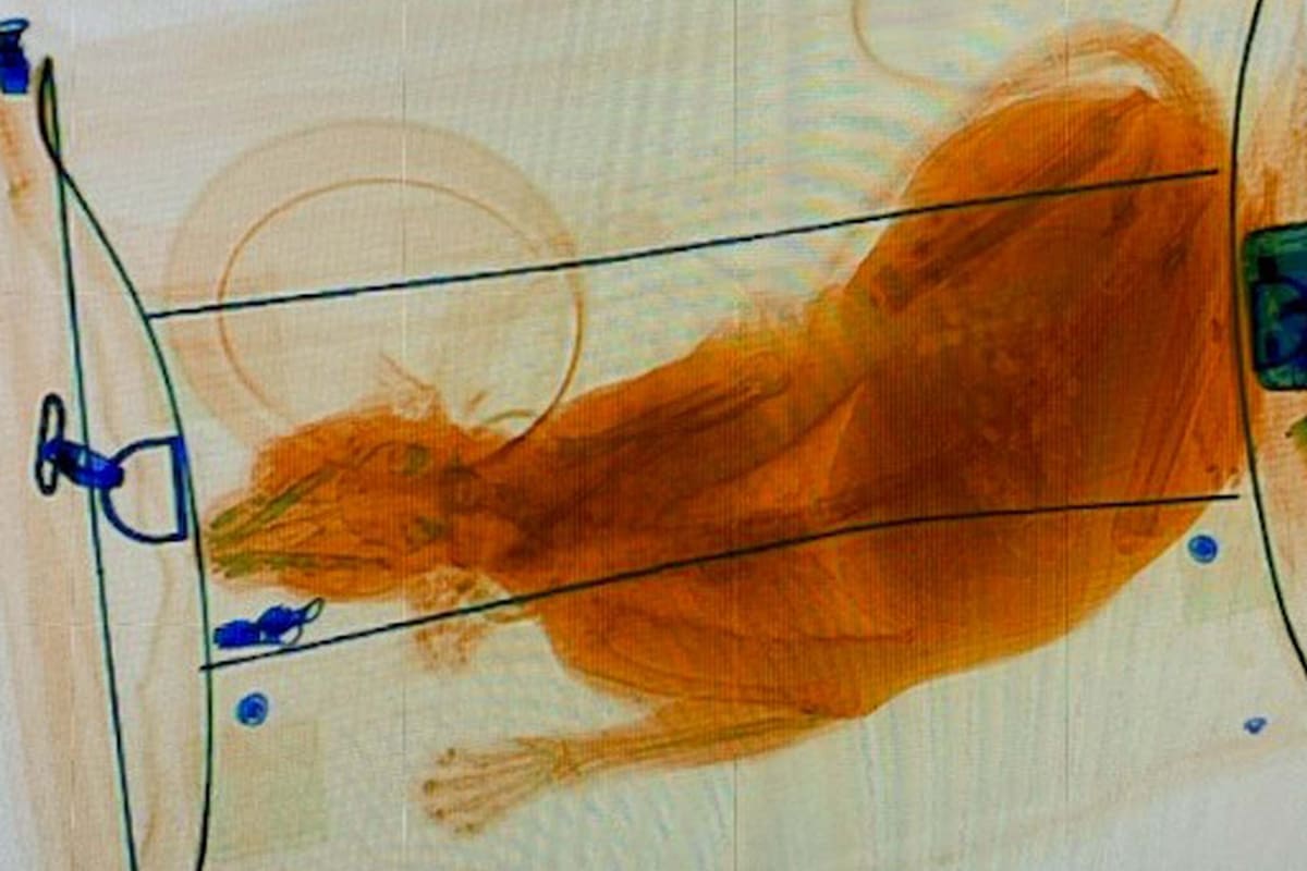 El dueño de la valija quedó expuesto por los rayos X del aeropuerto