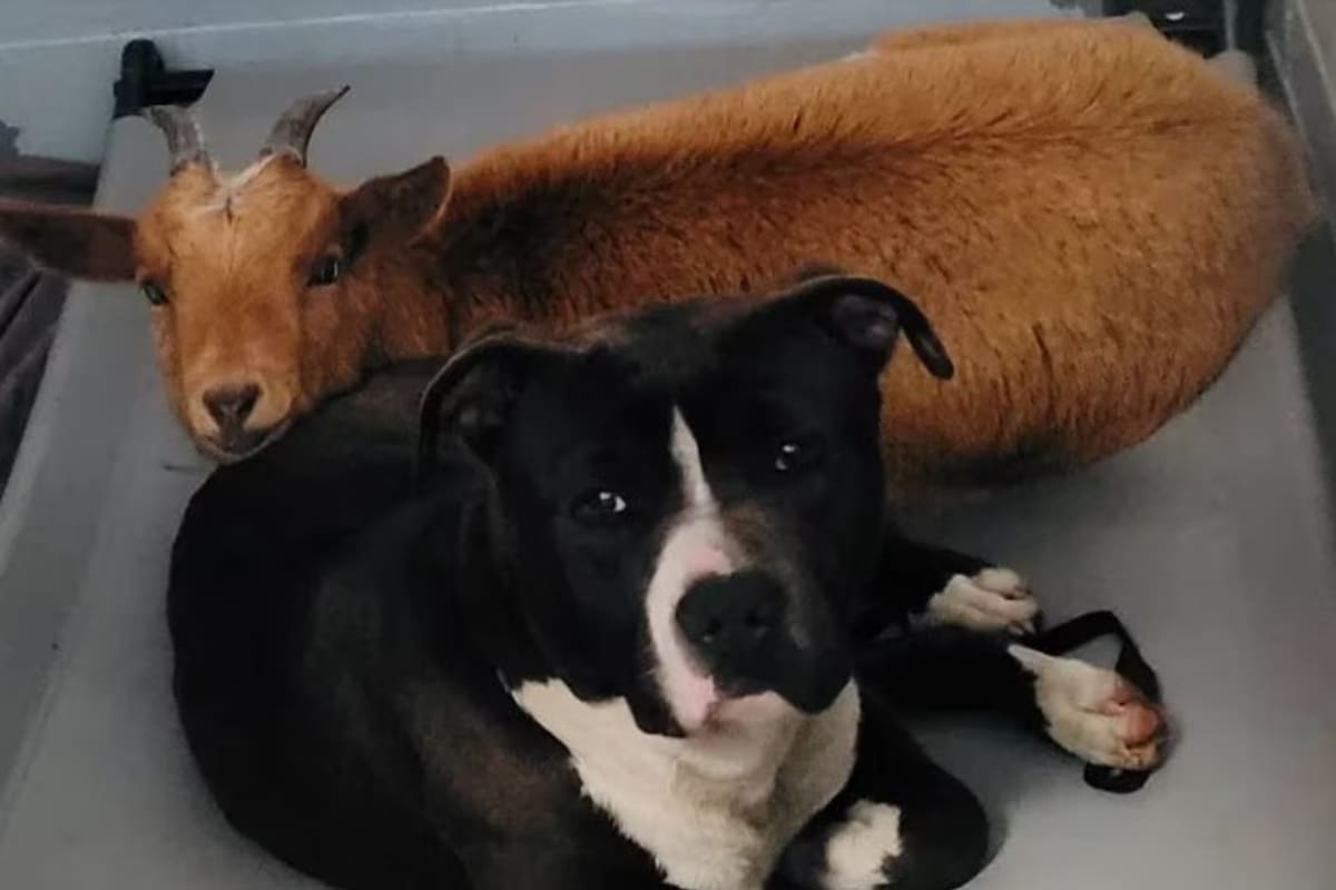 El dueño de los animalitos no pudo seguir cuidándolos y los dejó en el refugio. Fuente: Centro Animal del Condado de Wake