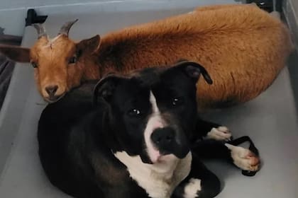 El dueño de los animalitos no pudo seguir cuidándolos y los dejó en el refugio. Fuente: Centro Animal del Condado de Wake