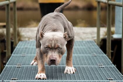 Perro raza pitbull