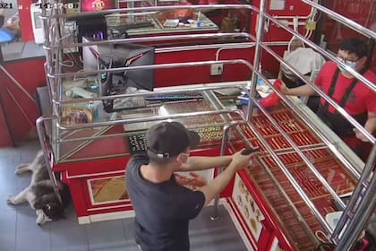 El dueño de Lucky simuló un robo en su joyería para ver la actitud defensiva de su mascota, pero el animal nunca dejó de dormir