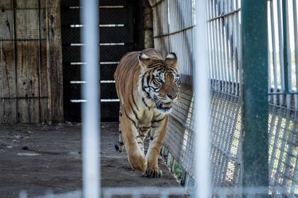 El dueño del campo, junto a un veterinario de la zona, se han ocupado de alimentar a los animales durante los últimos 15 años