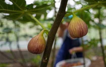 El dulce de higo requiere una cocción lenta