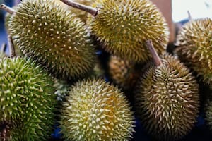 El durian o Durio zibethinus se consume por su destacado sabor, pero su olor apesta (Foto Pexels)